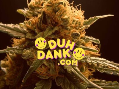 Bomb Seeds best strains, high-quality seeds