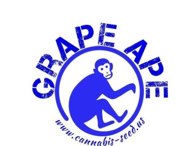 Grape Ape Strain, marijuana seeds