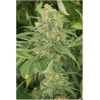 Dutch Passion best strains, high-quality seeds