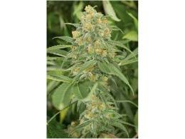 Dutch Passion best strains, high-quality seeds