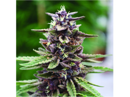 Fast Buds marijuana seeds, best varieties