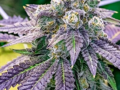 24k-gold-strain, weed seeds, ganja seeds, pot seeds, marijuana seeds, cannabis seeds usa