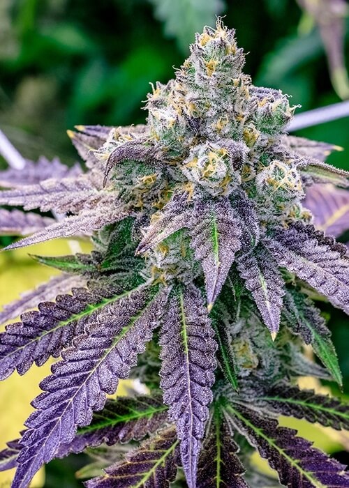 24k-gold-strain, weed seeds, ganja seeds, pot seeds, marijuana seeds, cannabis seeds usa