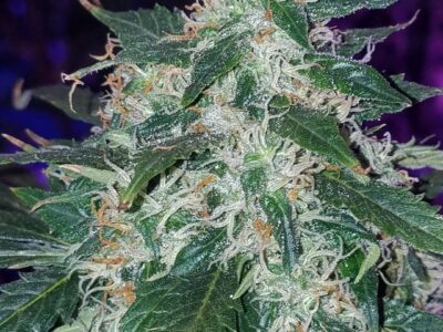 MSNL (Marijuana Seeds NL) buy seeds, review