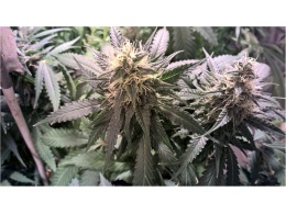 Fast Buds top-rated genetics, review