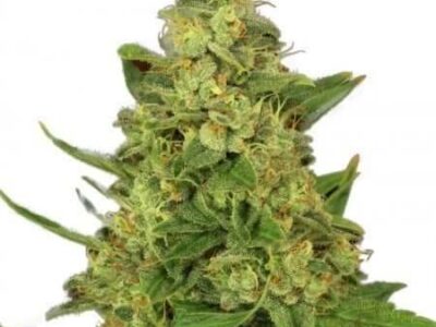 bubba-gum seeds, bubba kush seeds, BUBBLE GUM, buy cannabis seeds, cbd marijuana seeds, cookies cannabis seeds