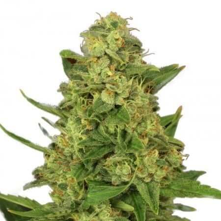 bubba-gum seeds, bubba kush seeds, BUBBLE GUM, buy cannabis seeds, cbd marijuana seeds, cookies cannabis seeds