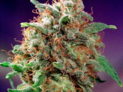 bubba kush strain, weed seeds, ganja seeds, pot seeds, marijuana seeds, cannabis seeds usa