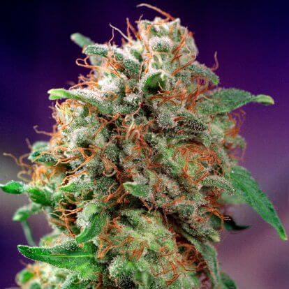 bubba kush strain, weed seeds, ganja seeds, pot seeds, marijuana seeds, cannabis seeds usa