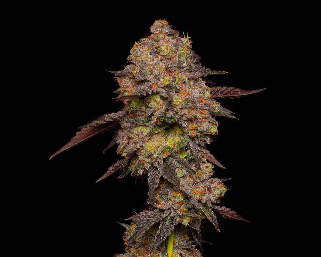 Strain Review: Gary Payton by F.R.I.T.Z- The Highest Critic