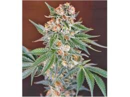 ILoveGrowingMarijuana marijuana seeds, feminized seeds