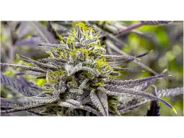 MSNL (Marijuana Seeds NL) review, cannabis seeds