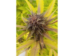 Greenhouse Seeds marijuana seeds, review