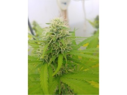 MSNL (Marijuana Seeds NL) review, genetics