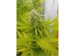 Bomb Seeds best strains, top-rated genetics