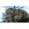 Greenhouse Seeds high-quality seeds, top-rated genetics