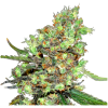 Barney's Farm high-quality seeds, review