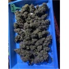 Royal Queen Seeds seeds online, CBD seeds