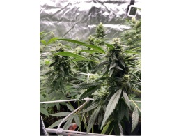 Fast Buds strains for sale, online seed bank