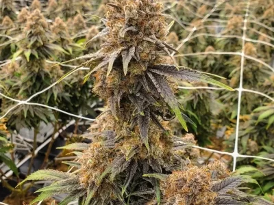 Purple Haze seeds, bubba-gum seeds, bubba kush seeds, BUBBLE GUM, buy cannabis seeds, cbd marijuana seeds, cookies cannabis seeds