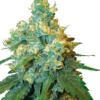 jack-herer-strain, weed seeds, ganja seeds, pot seeds, marijuana seeds, cannabis seeds usa