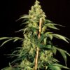 jack-herer-strain, weed seeds, ganja seeds, pot seeds, marijuana seeds, cannabis seeds usa