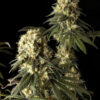 jack-herer-strain, weed seeds, ganja seeds, pot seeds, marijuana seeds, cannabis seeds usa