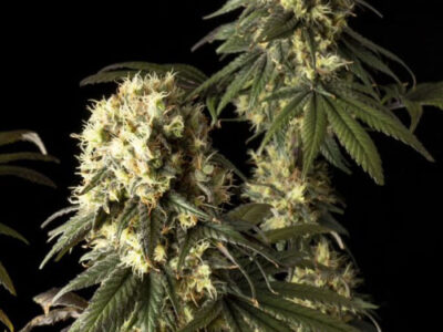 jack-herer-strain, weed seeds, ganja seeds, pot seeds, marijuana seeds, cannabis seeds usa