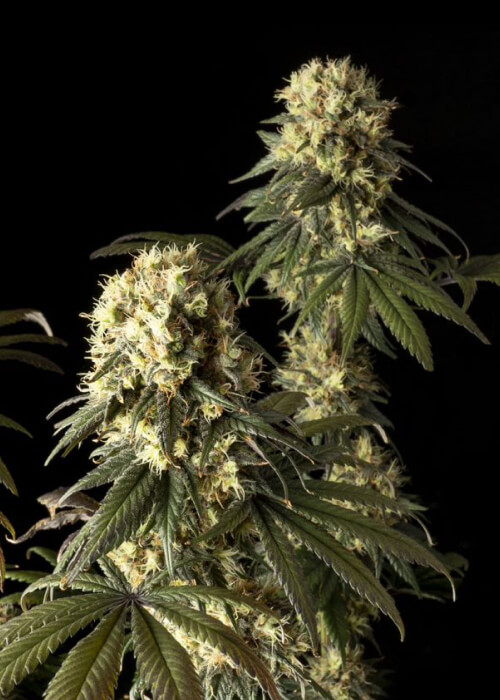 jack-herer-strain, weed seeds, ganja seeds, pot seeds, marijuana seeds, cannabis seeds usa