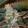 Northwest Cannabis Seeds CBD seeds, for sale