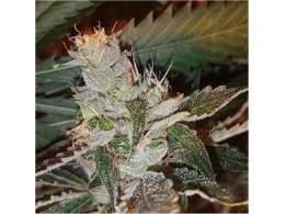 Northwest Cannabis Seeds CBD seeds, for sale