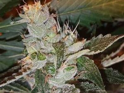 Northwest Cannabis Seeds CBD seeds, for sale