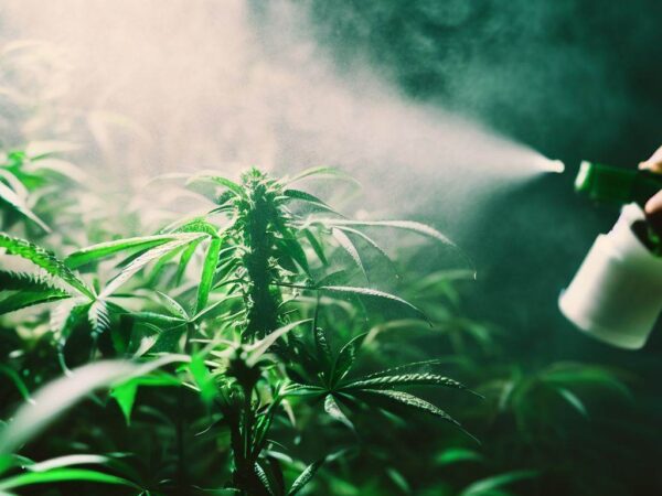 foliar spraying cannabis