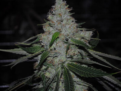 sour-apple-strain, weed seeds, ganja seeds, pot seeds, marijuana seeds, cannabis seeds usa