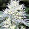 sour-apple-strain, weed seeds, ganja seeds, pot seeds, marijuana seeds, cannabis seeds usa