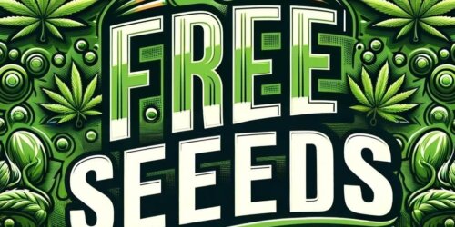 free cannabis seeds, free pot seeds, free weed seeds, free cannabis seeds online