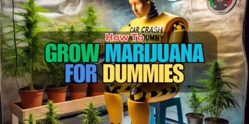 how to grow marijuana at home