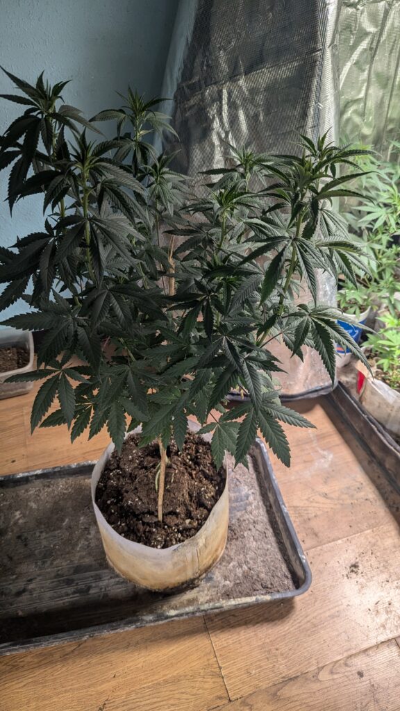 indoor marijuana growing