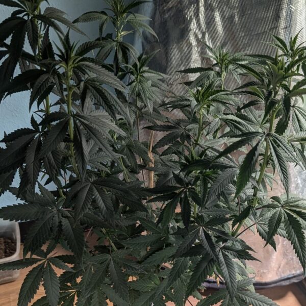 indoor marijuana growing