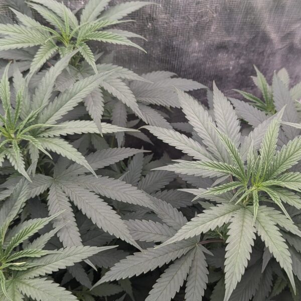 marijuana growing