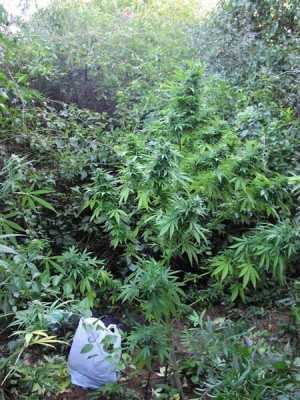 outdoor marijuana growing