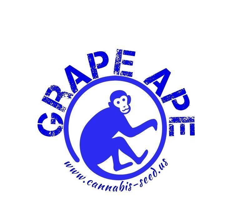 GRAPE APE  – 10 PACK